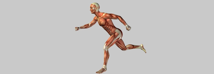 Muscular anatomical model shown in a dynamic running pose highlighting full-body musculature.